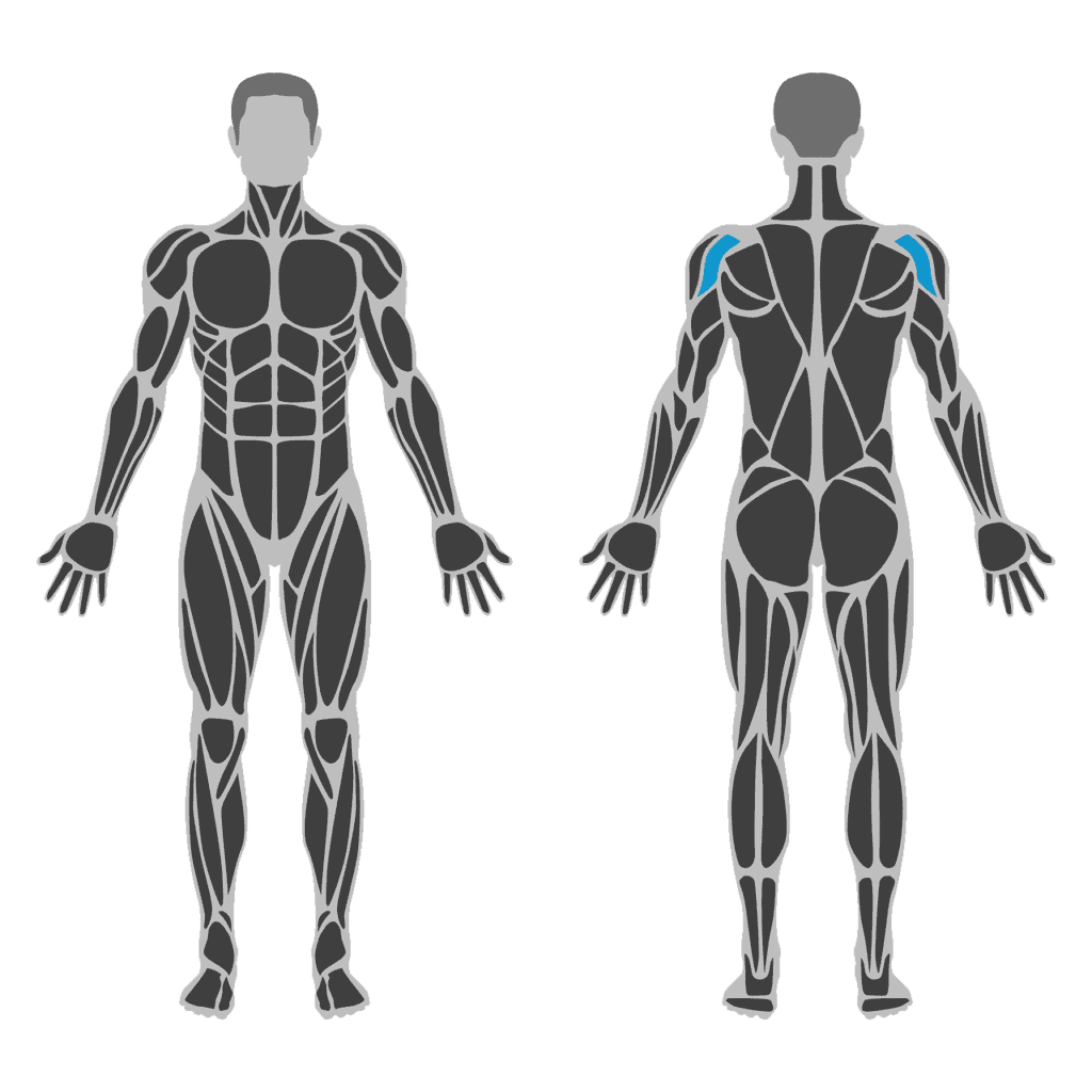 Plaatje van rear delts